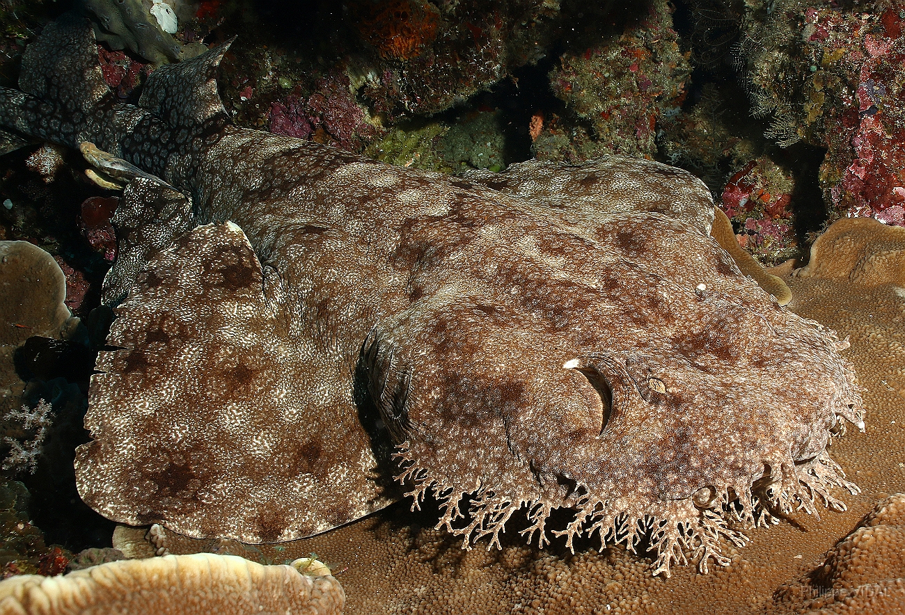 Raja Ampat 2016 - Eucrossorhinus Daypogon - Tasselled Wobbegon - Requin Tapis barbus - IMG_5319_rc.jpg